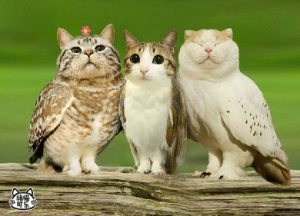 meowls