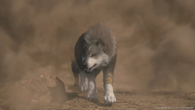 Torgal's bark is just as bad as his bite.